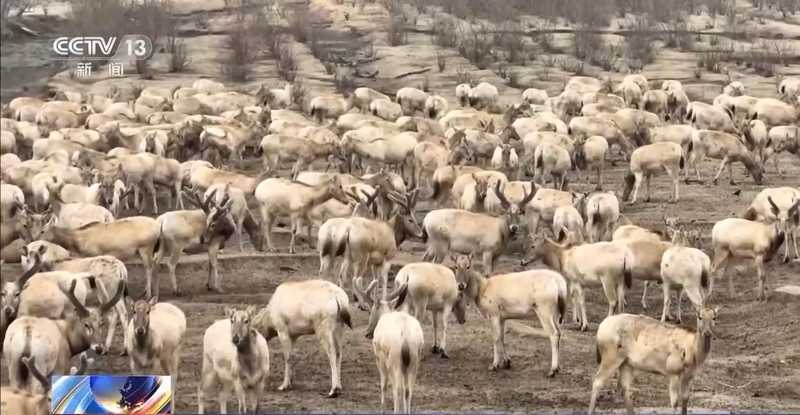  春天里的温馨团聚，珍稀生灵自由漫步；我国生态守护成果显著显现。 文化旅游