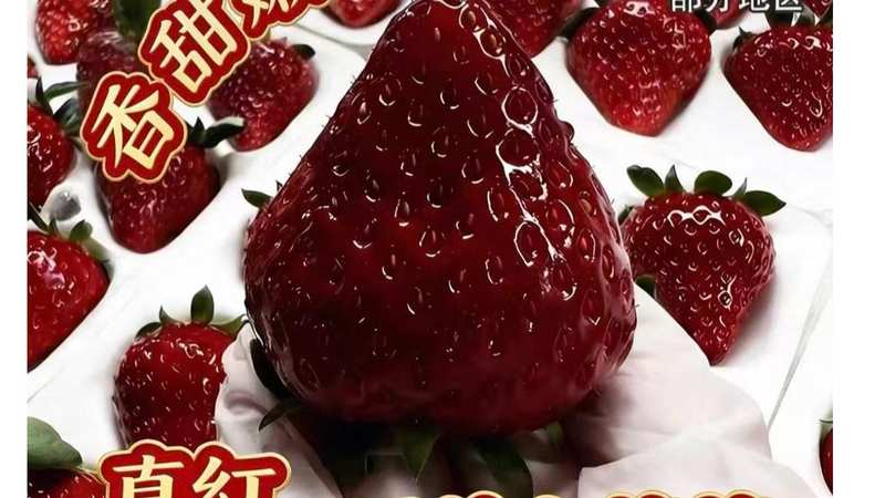 揭秘蓝莓产业变局,一场从高端暴利到大众消费的突围 新闻