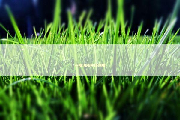 三桶油涨停抒情版 新闻